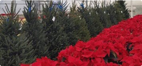 Trees and Poinsettias